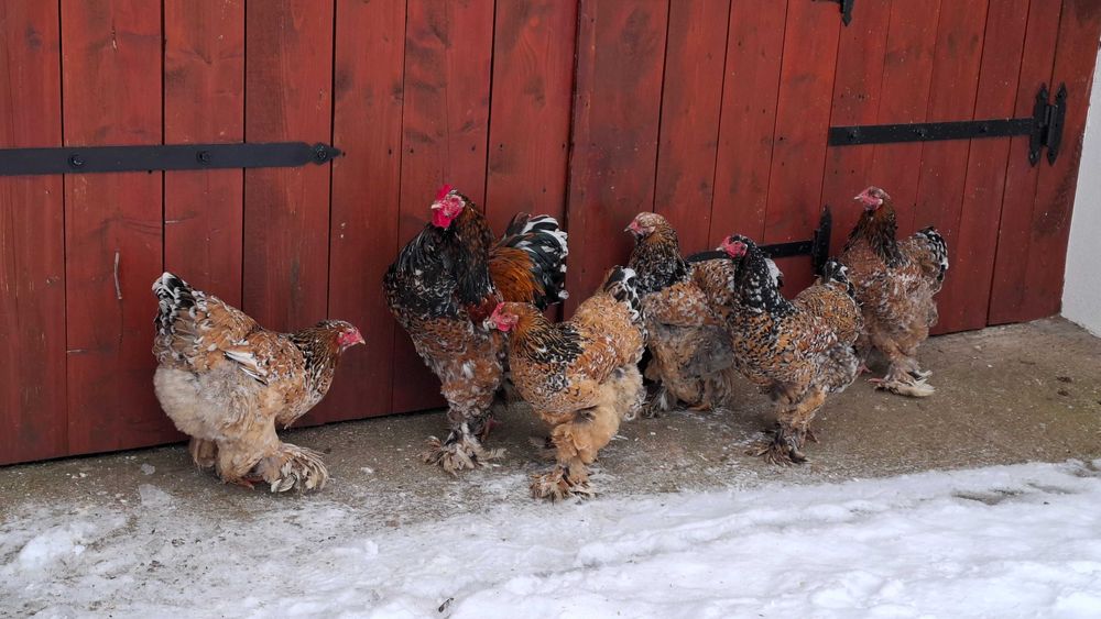 Ouă de incubat Brahma Porțelan