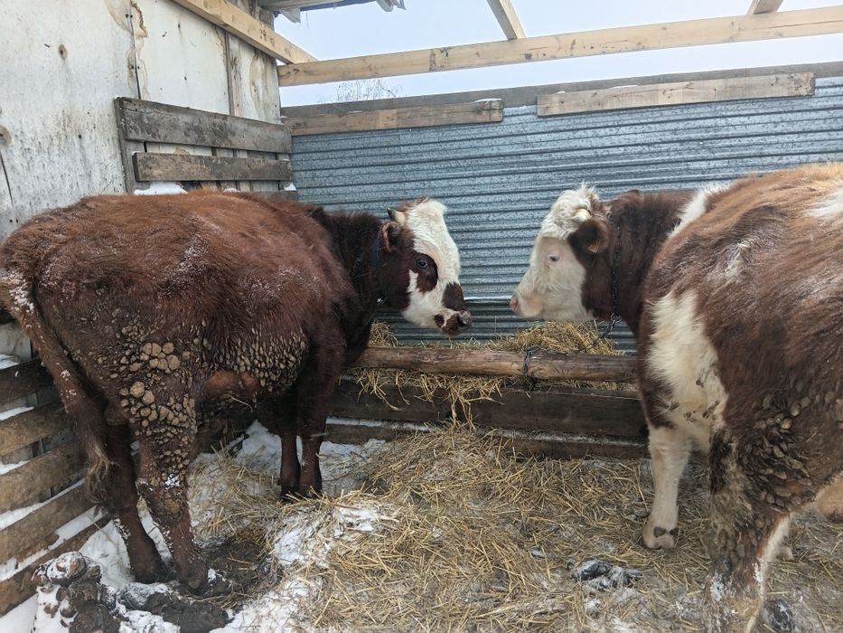 Продам бычков на доращивание..