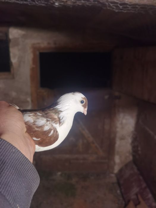 Vand sau schimb galateni