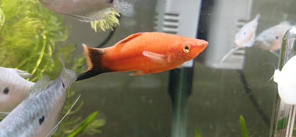 Продам меченосец самец чернохвостый