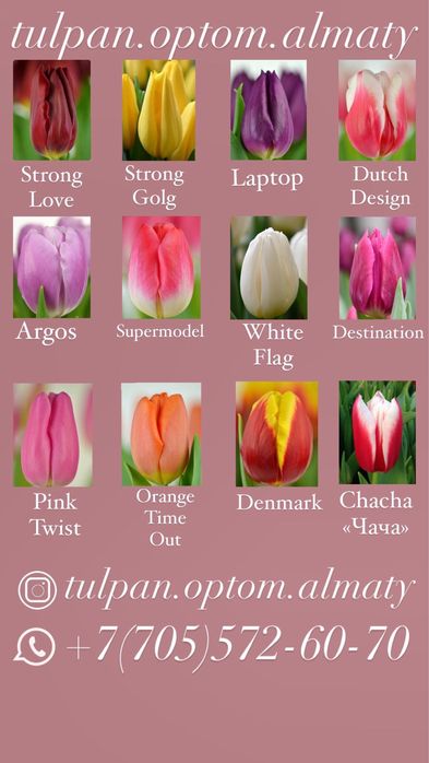 Тюльпаны оптом к 8 марта и 14 февраля.