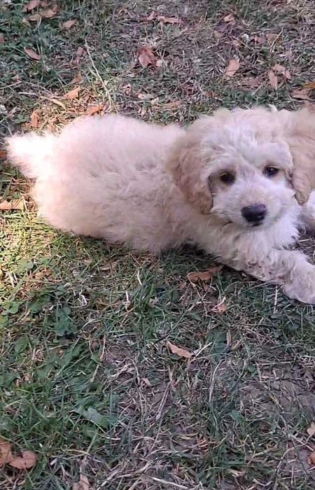 Bischon Maltez canina