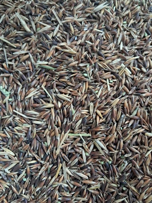 De vânzare ovăz negru