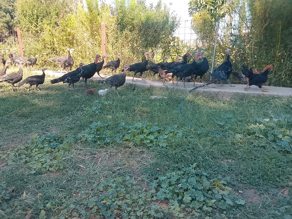 Продам продам продам