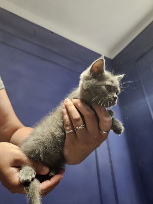 Britain's Scottish fold