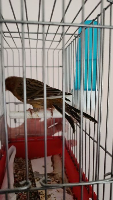 Канарейка нар самец