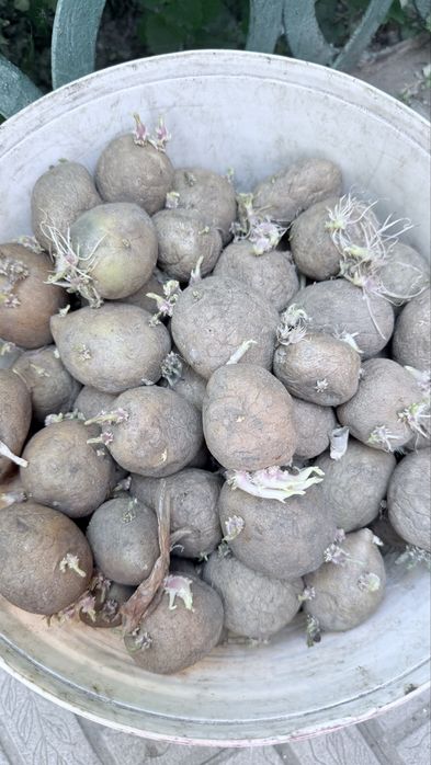 Продам семенной картофель сорт Гала
