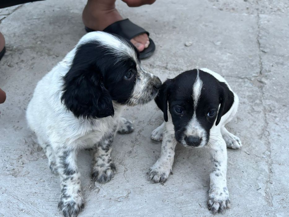 Охотничья псы 1,5 месяца