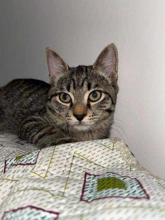 Отдам в хорошие руки