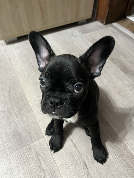 Продам Французский бульдог девочка