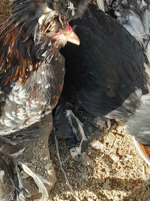 Карес товук ва хурозчала  сотилади