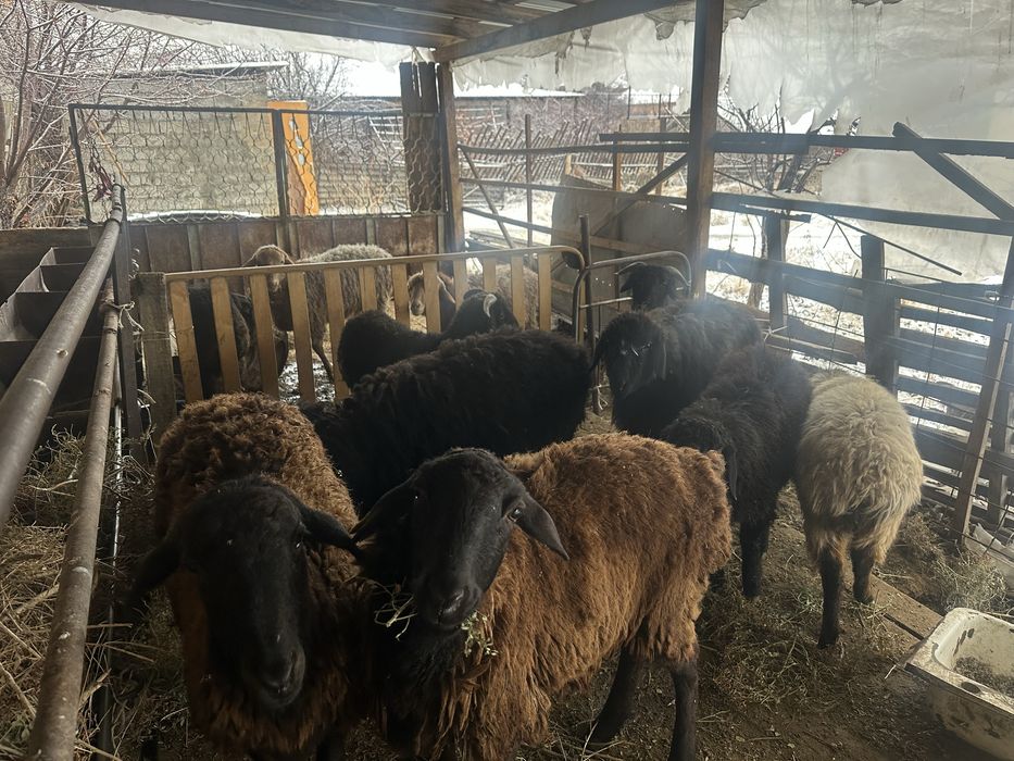 11 бас еркек ұрғашы аралас тоқтылар сатылады