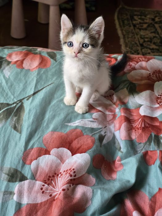 Отдам котят в добрые руки