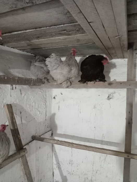 Продам карликав карликав