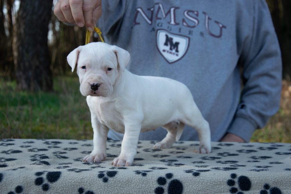 Dog Argentinian femelă 6 săptămâni