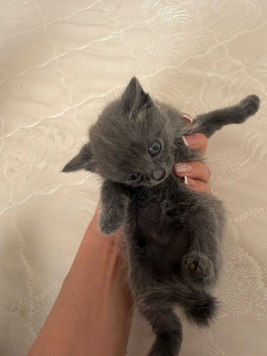 Отдам в хорошие руки