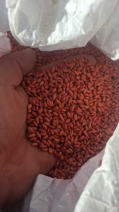 Triticale Haiduc C1