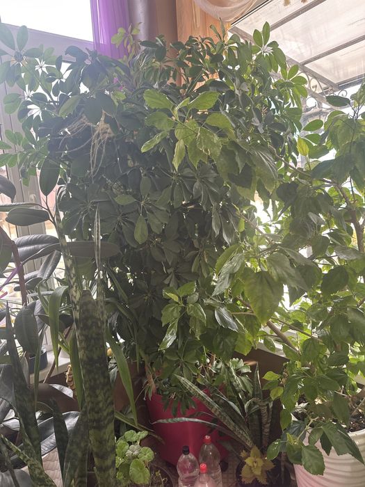 Для дома либо для офиса цветы