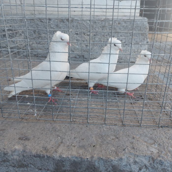 Бели чернахвость бровястые  самец