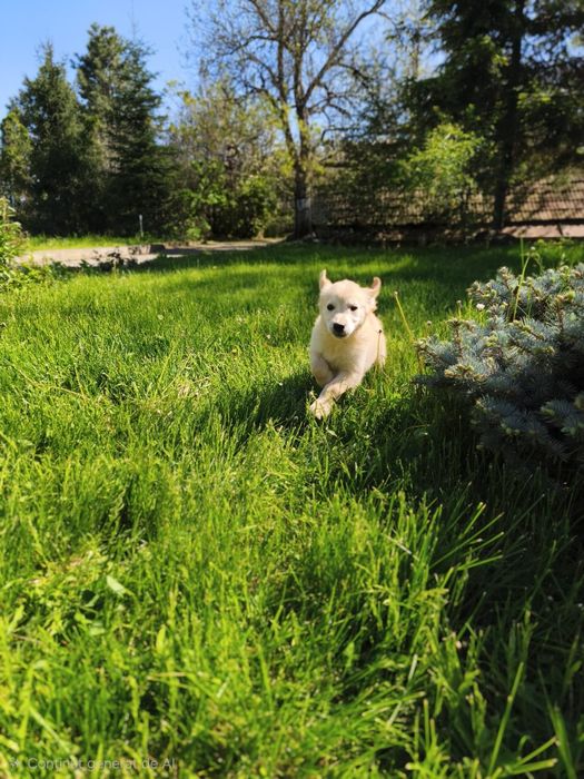 Puiuți femele golden retriever