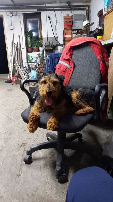 Продам щенят, породы ягтерьер.