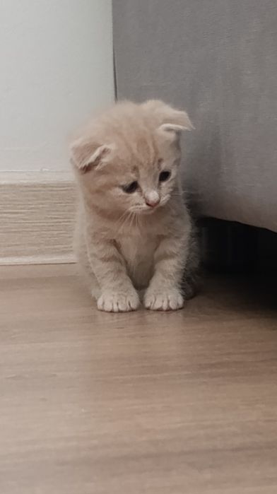 Породистые котята