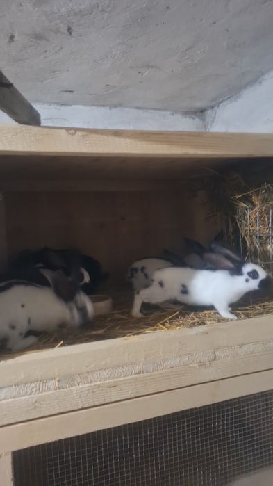 Tineret Fluture German Pestrit