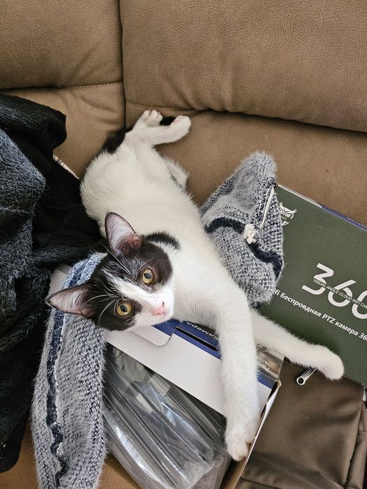 Отдам котят в хорошие руки