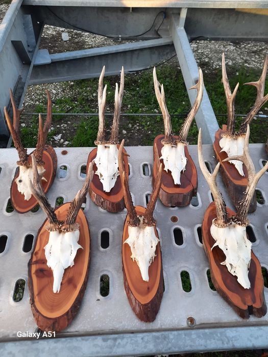 Еленски рога Трофей