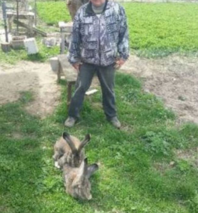 Продавам зайци порода БЕЛГИЙСКИ ВЕЛИКАН чистокръвни,цена по договаряне