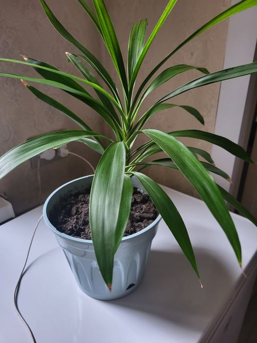 Комнатные цветы фикус