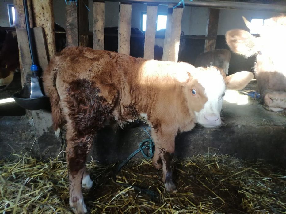 Vând 2 tăurași și 2 vițele