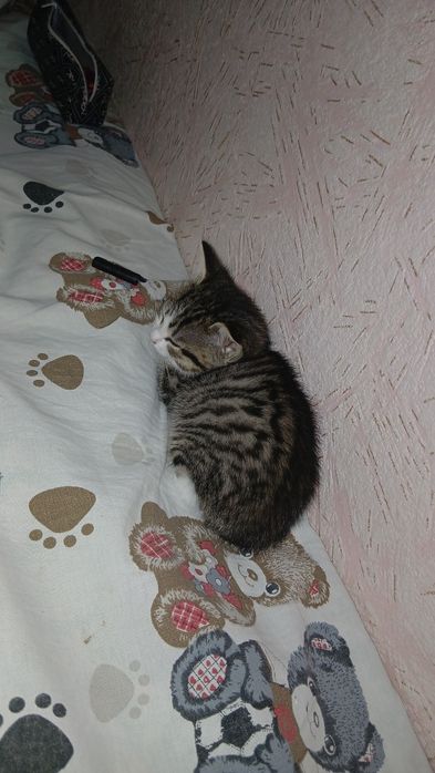 Отдам в добрые руки