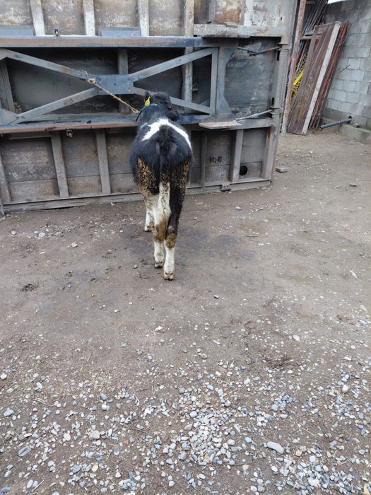 Асалам алейкум продам бычок 360 тысяч уена