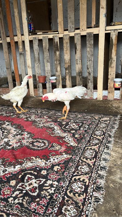 Бойцовый петух белый