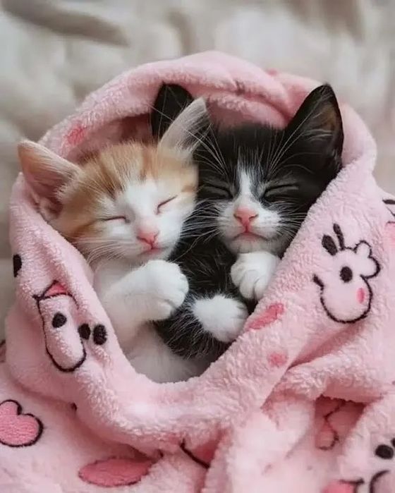 Продаются котята