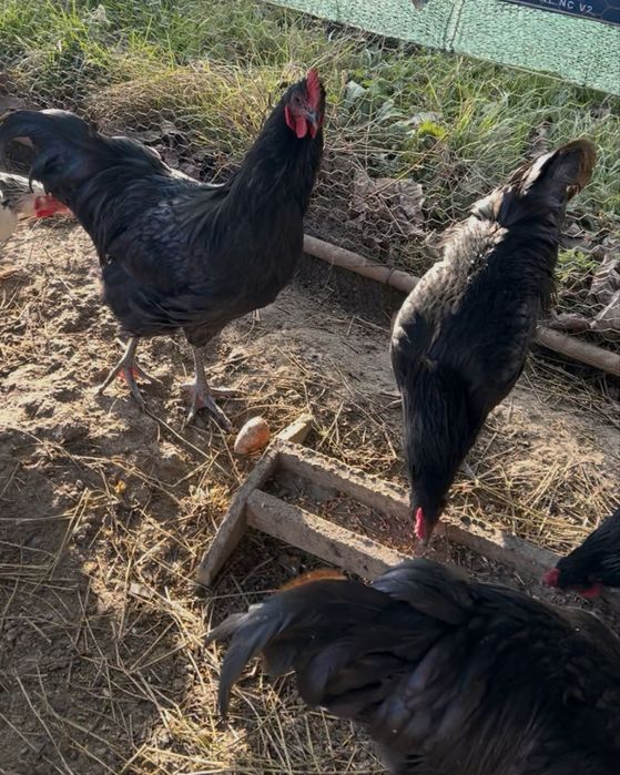 De vanzare Cocoş Australop