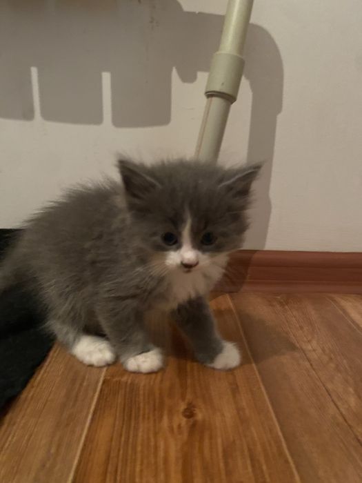 Милые котята ищут новый дом