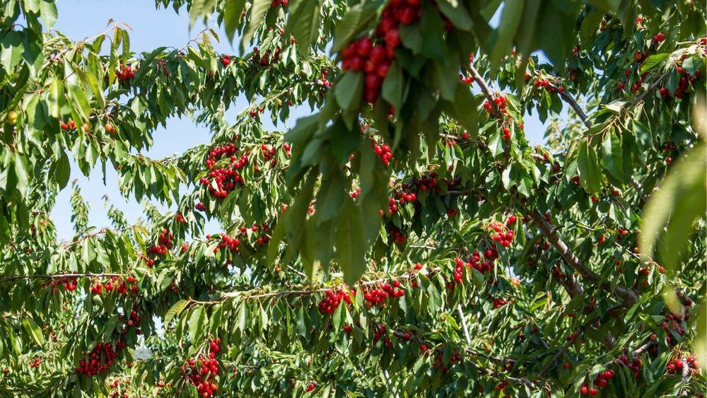 Pomi Fructiferi Stravechi Glia Stramoseasca (Cires )