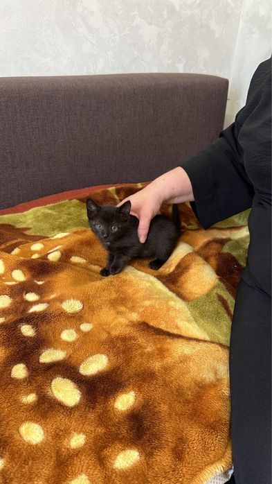 Отдам в добрые руки замечательных котят