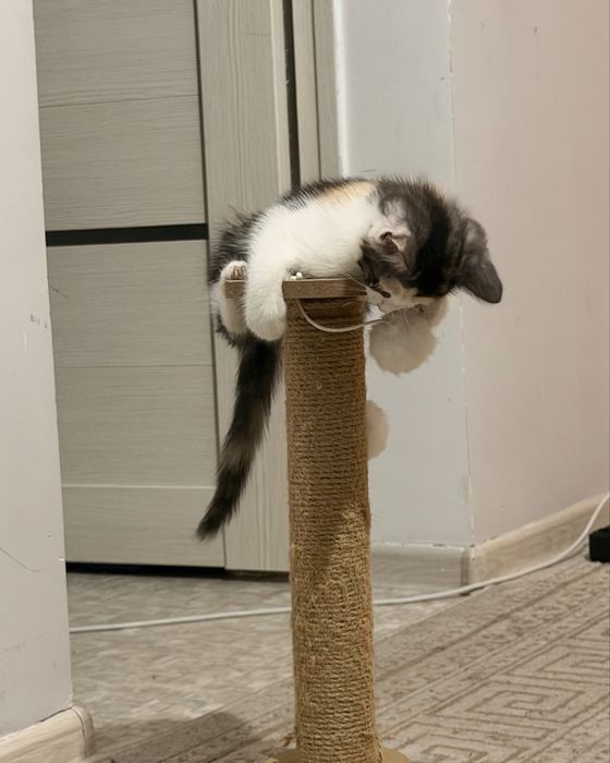 Отдам котенка в добрые руки (2 мес.)
