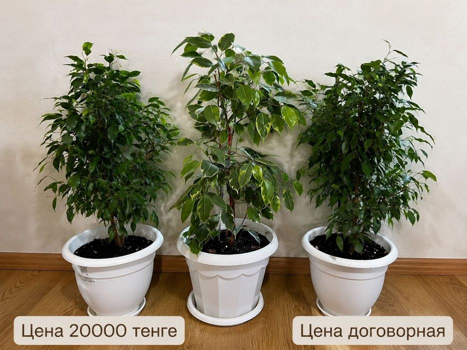 Комнатные цветы Фикус