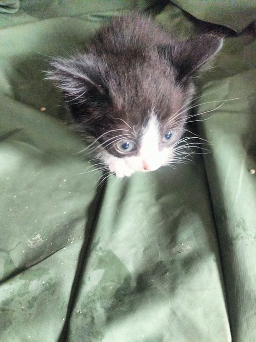 Котята от умной кошечки