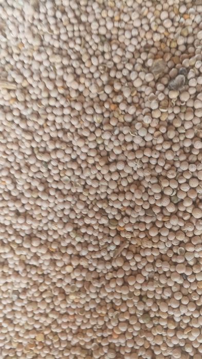 Отходы Полова Отруби зерноотходы