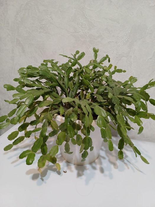 Комнатный цветок