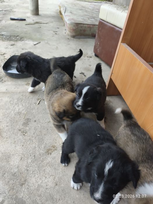 Отдам щенков в добрые руки