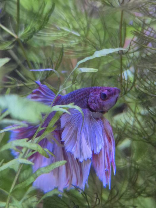 Петушок слоновье ухо(дамбо)