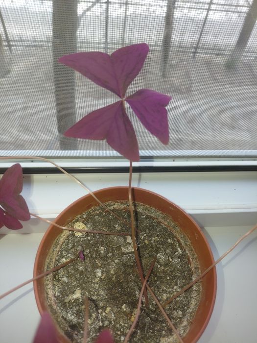 Оксалис (бабочка)