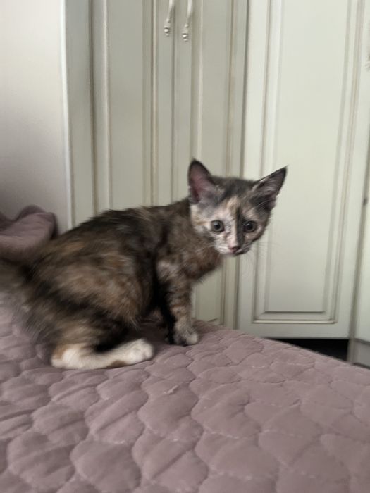 Котенок в хорошие руки