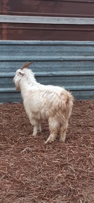 Буаз ешкілер сатылады